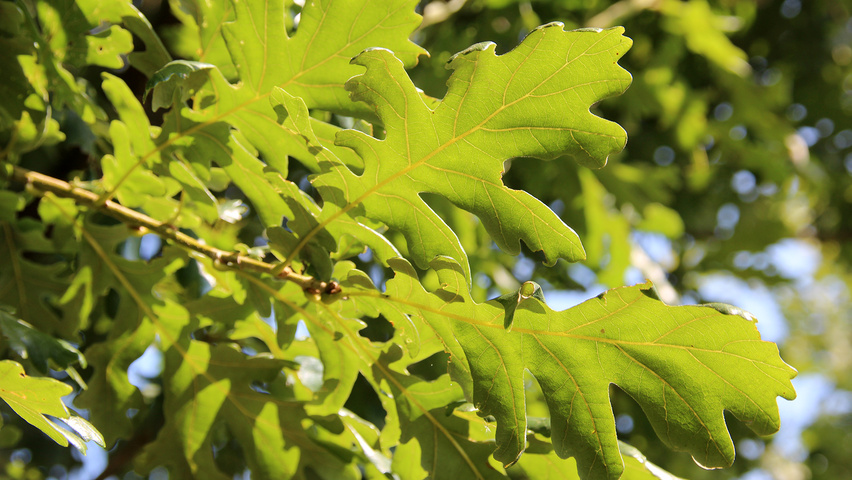 Quercus frainetto | TreeEbb | Online tree-finding tool | Ebben Nurseries