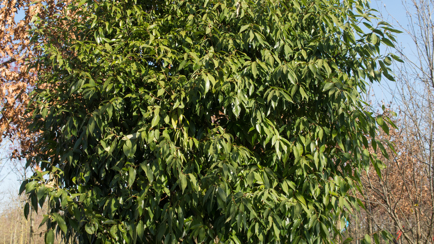 Quercus Glauca Wikipedia La Enciclopedia Libre Color