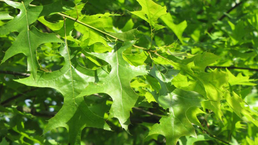 Quercus palustris | TreeEbb | Online tree-finding tool | Ebben Nurseries