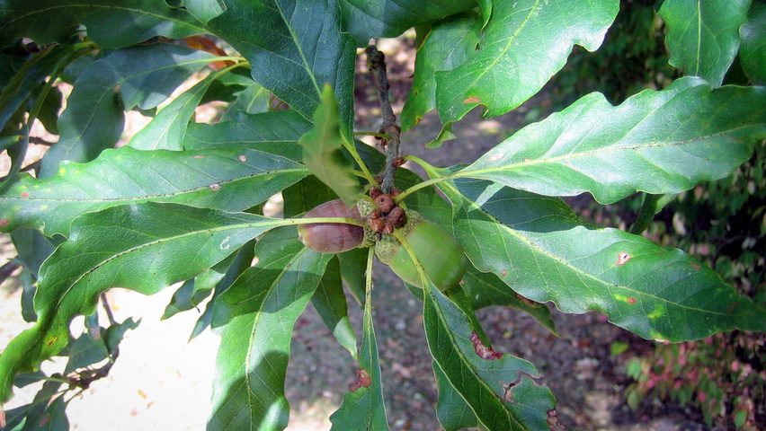 Quercus Petraea Mespilifolia Treeebb Online Tree Finding Tool