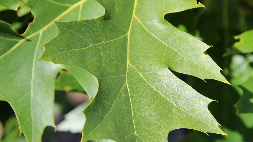 Quercus rubra 'Aurea' | TreeEbb | Online tree-finding tool | Ebben ...