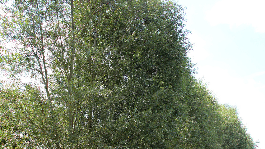 Salix alba 'Chermesina' | TreeEbb | Le moteur de recherche sur les ...