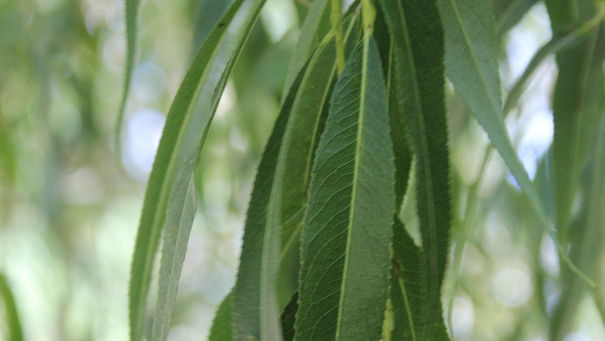 Salix x sepulcralis 'Chrysocoma' | TreeEbb | Online tree ...