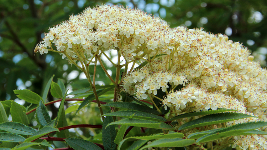 Sorbus commixta | TreeEbb | Online tree-finding tool | Ebben Nurseries