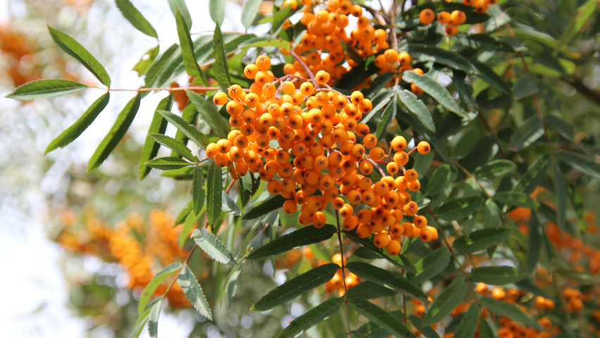 Рябина пинк. Рябина Арнольда (Sorbus arnoldiana) “Golden Wonder”. Рябина Арнольда Схоутен. Sorbus arnoldiana. Sorbus x arnoldiana.