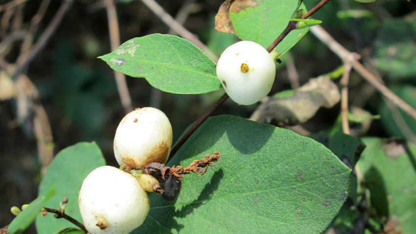 Symphoricarpos Albus Treeebb Online Bomenzoektool Boomkwekerij Ebben