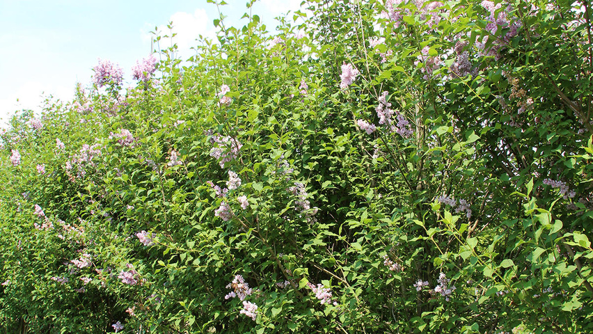 Сирень венгерская syringa josikaea фото