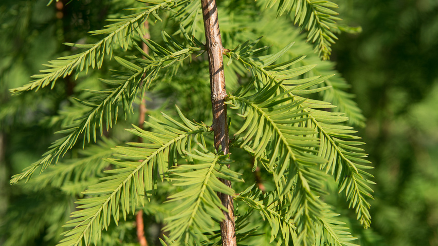 Taxodium distichum 'Cascade Falls' | TreeEbb | Online tree-finding tool ...