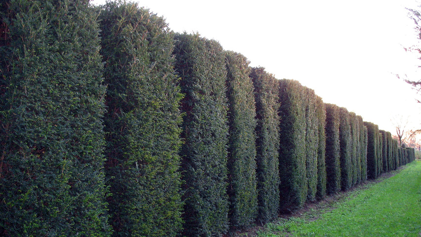 Taxus baccata | TreeEbb | Online tree-finding tool | Ebben Nurseries