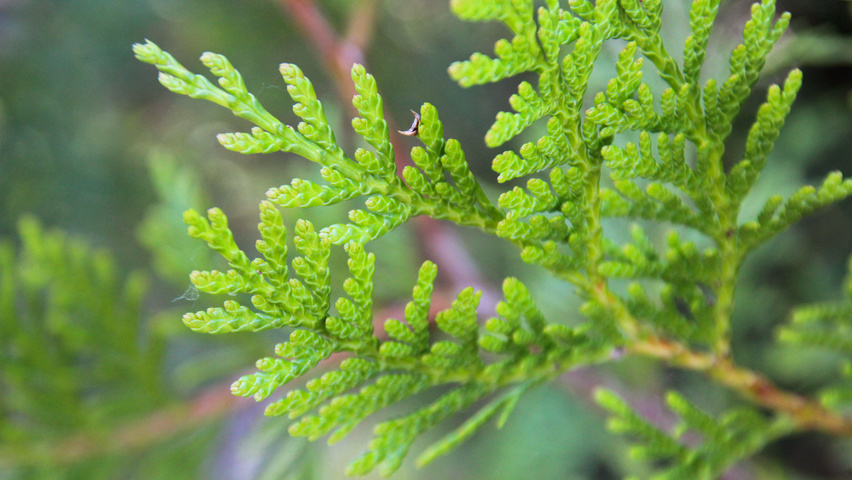 Thuja Plicata Atrovirens Treeebb Cistema Onlajn Poiska Derevev Pitomnik Ebben