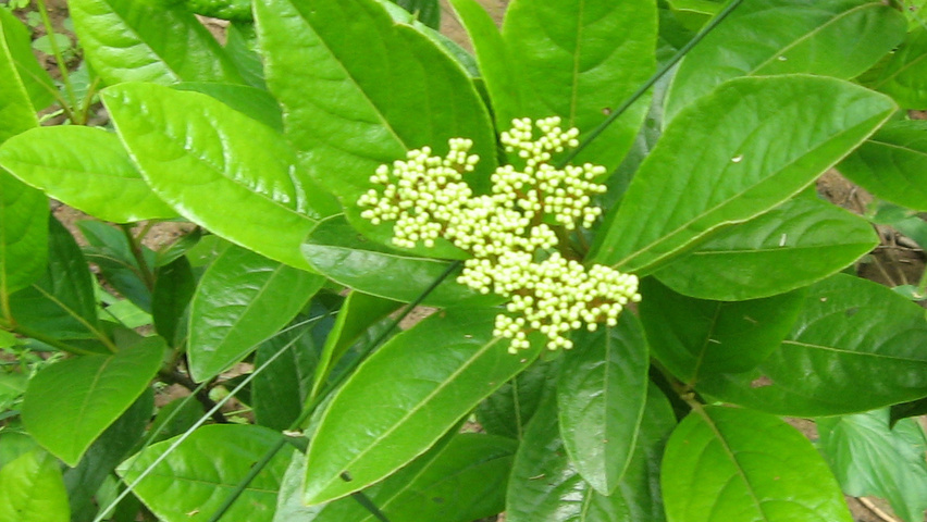 Viburnum nudum | TreeEbb | Online tree-finding tool | Ebben Nurseries