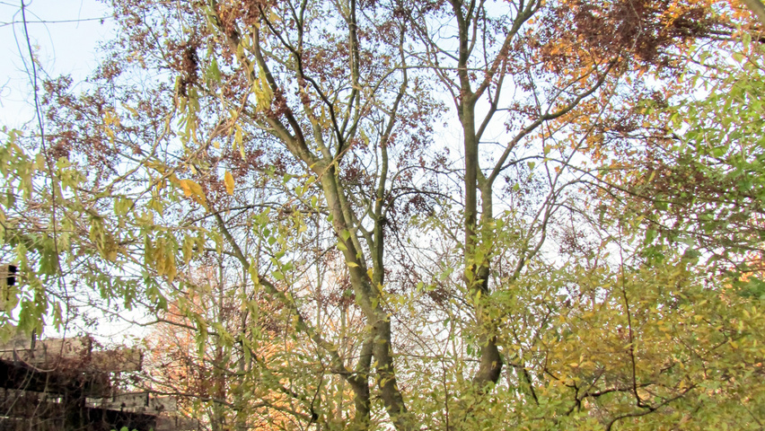 Zelkova carpinifolia 'Verschaffeltii' | TreeEbb | Le moteur de ...