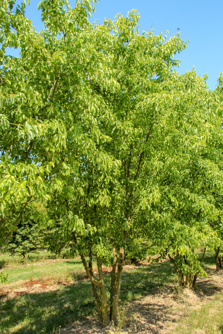 Acer buergerianum 