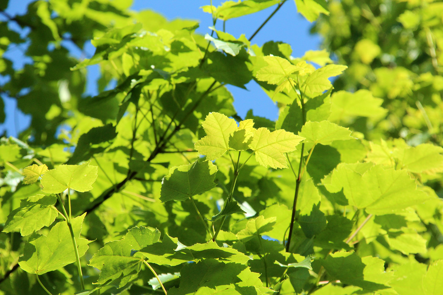 Acer rubrum 'Scanlon II' 