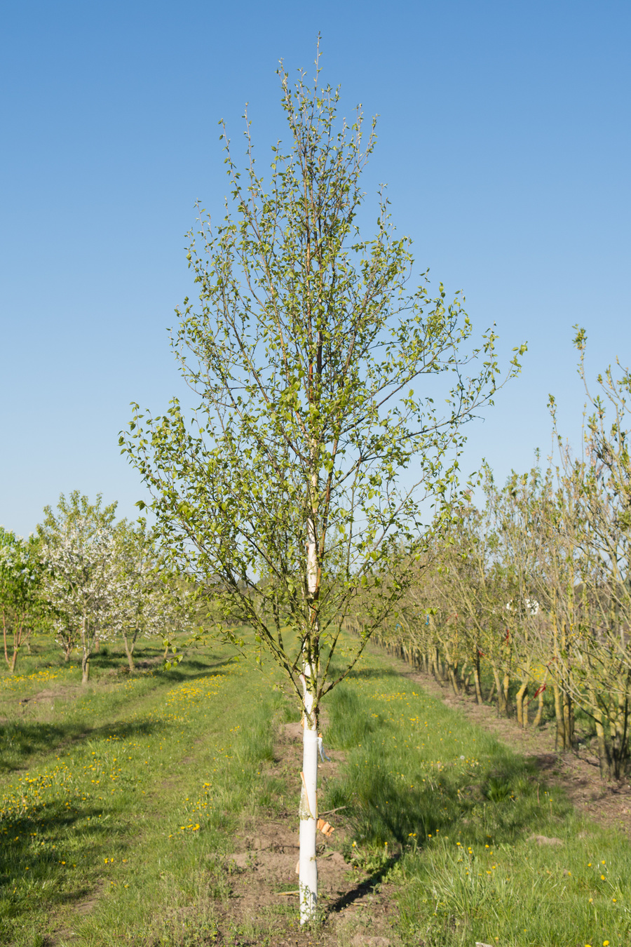 Betula utilis 'Fascination' 