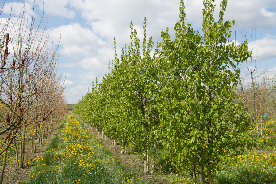 Betula ermanii 