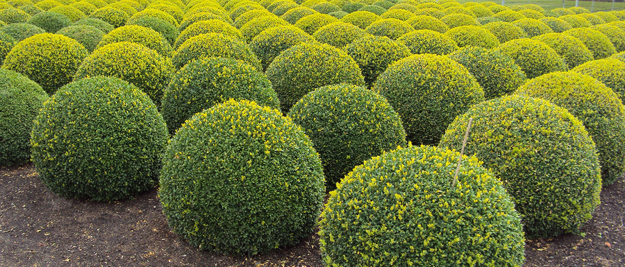 Buxus sempervirens 