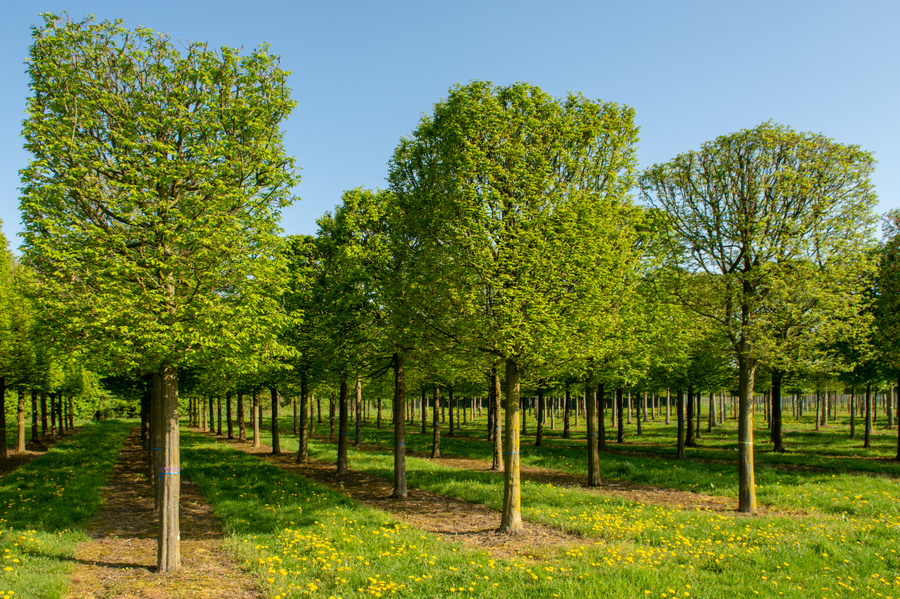 Carpinus betulus 