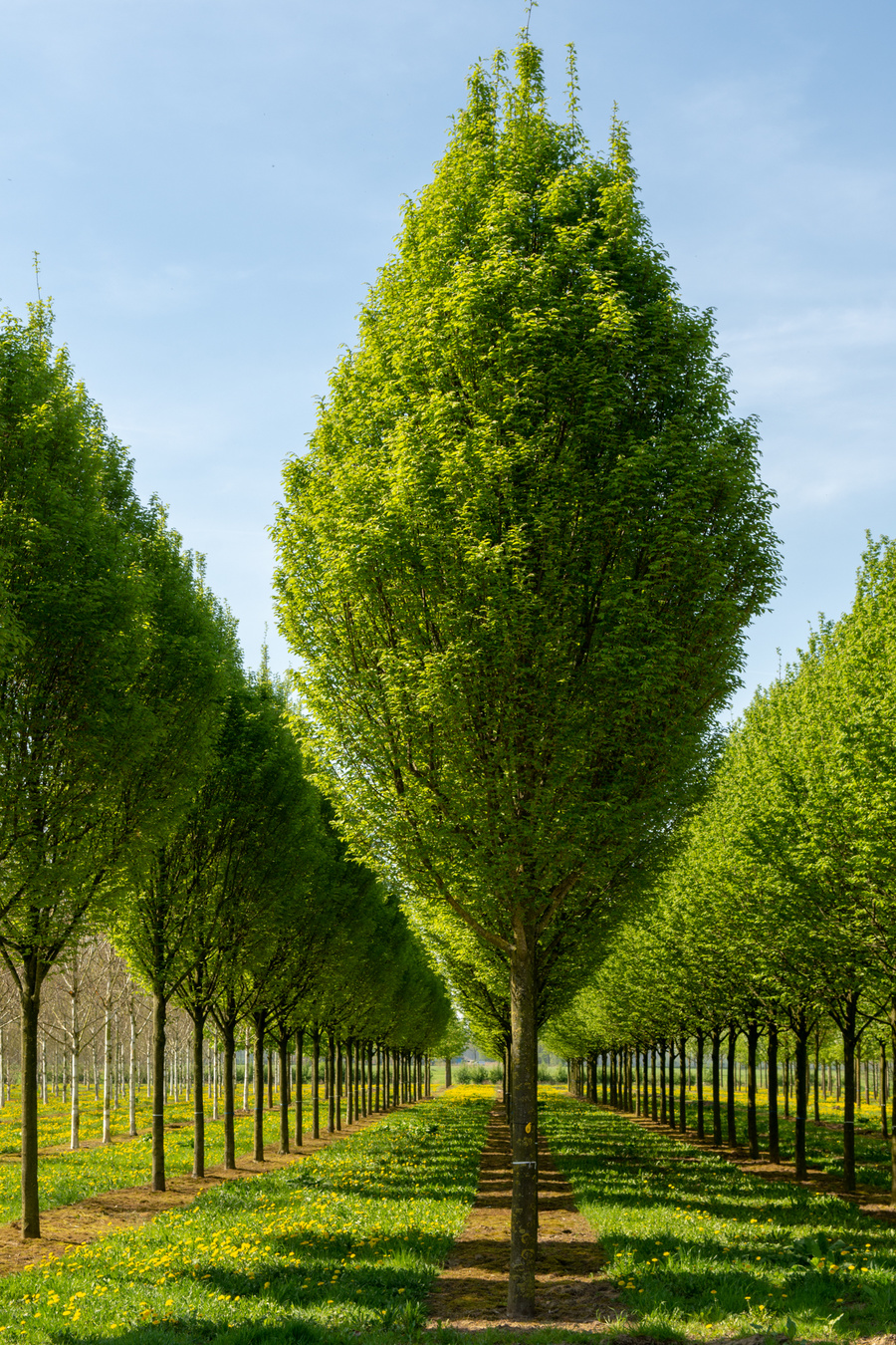 Carpinus betulus 'Fastigiata' 