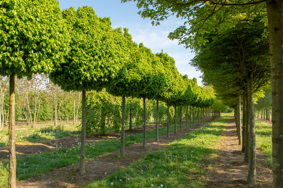 Carpinus betulus 'Monumentalis' 