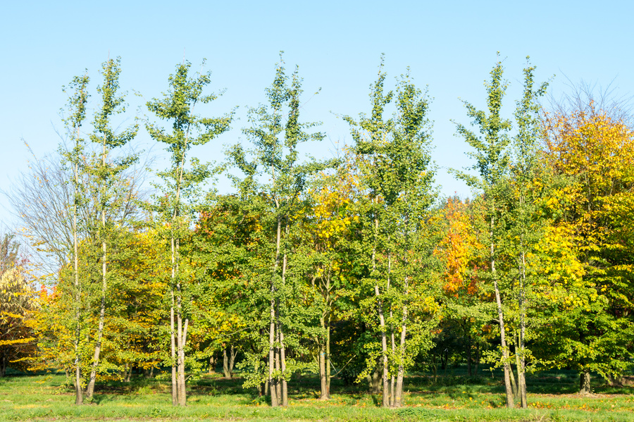 Ginkgo biloba 