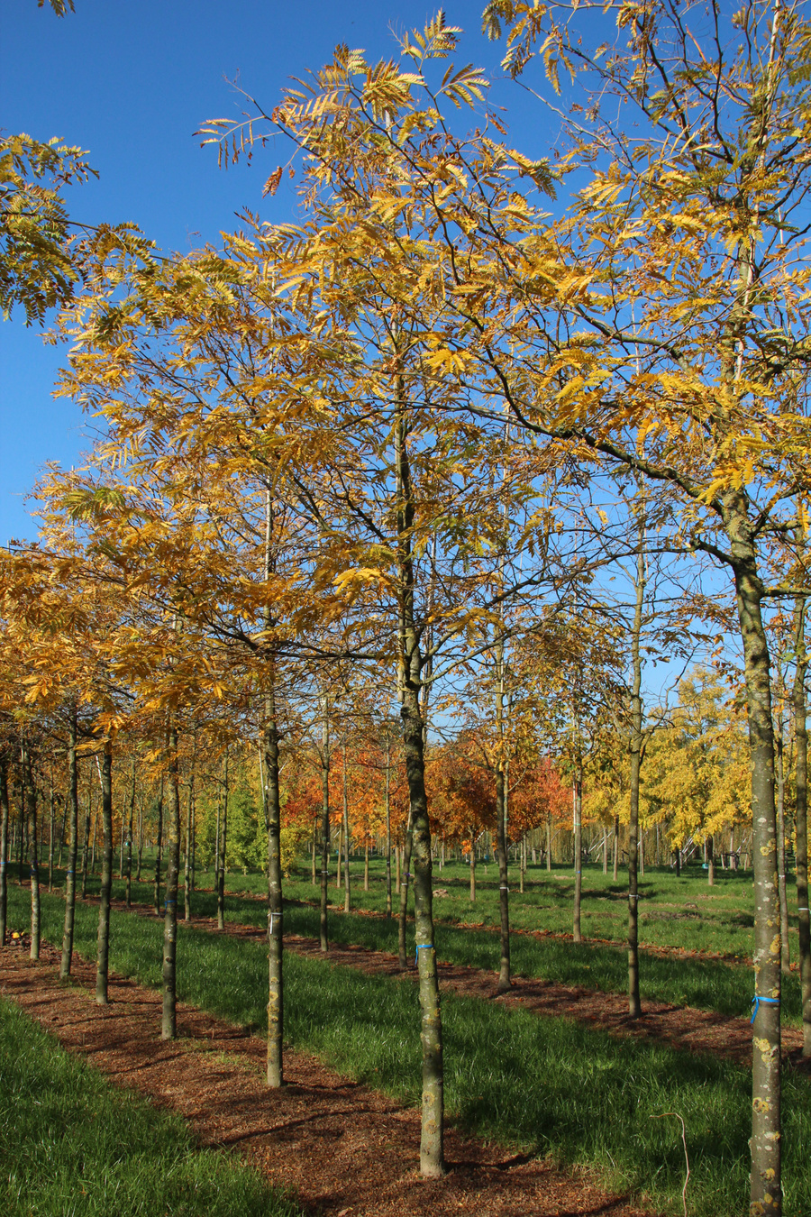 Gleditsia triacanthos 'Skyline' 