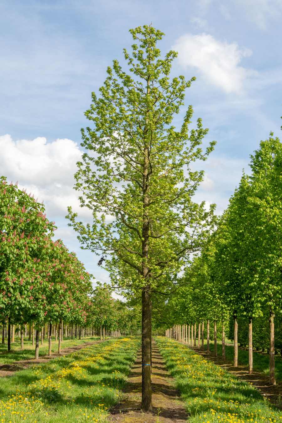 Liquidambar styraciflua 