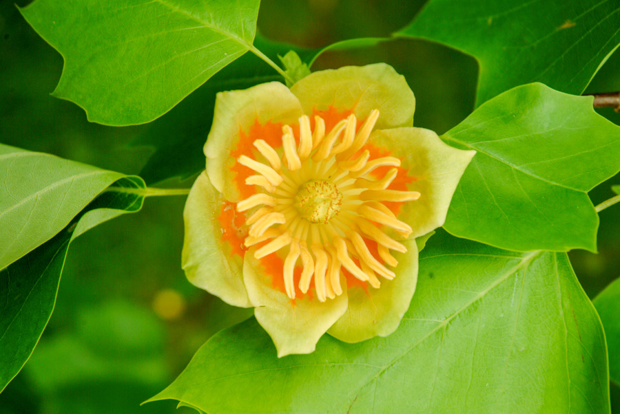 Liriodendron tulipifera 