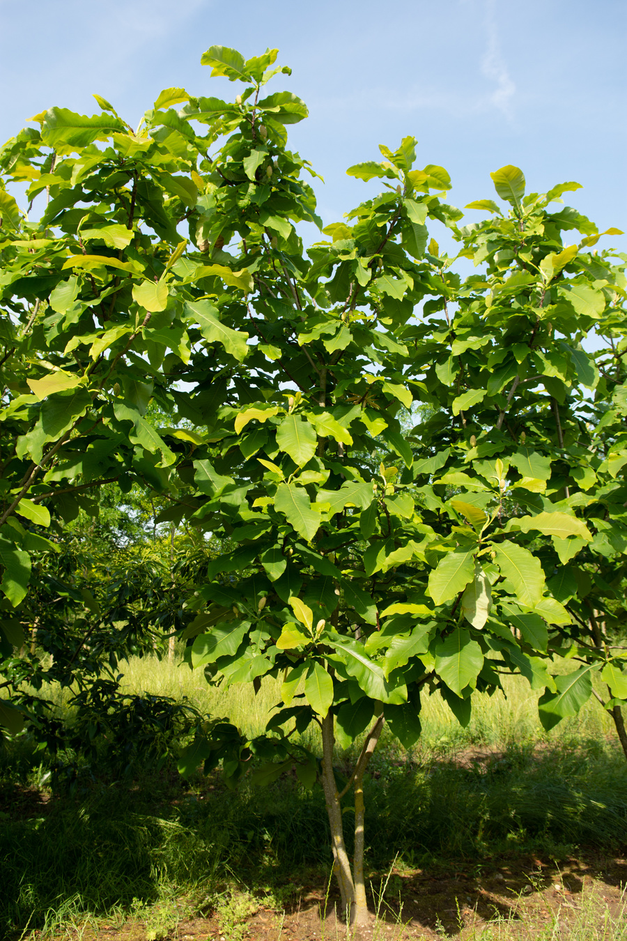 Magnolia tripetala 