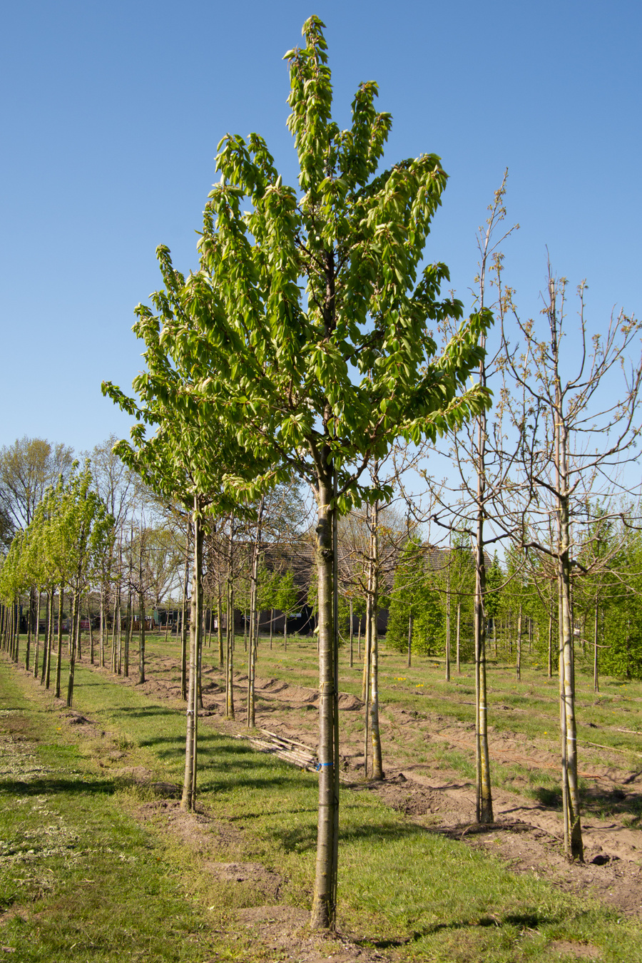 Prunus avium 'Udense Spaanse' 