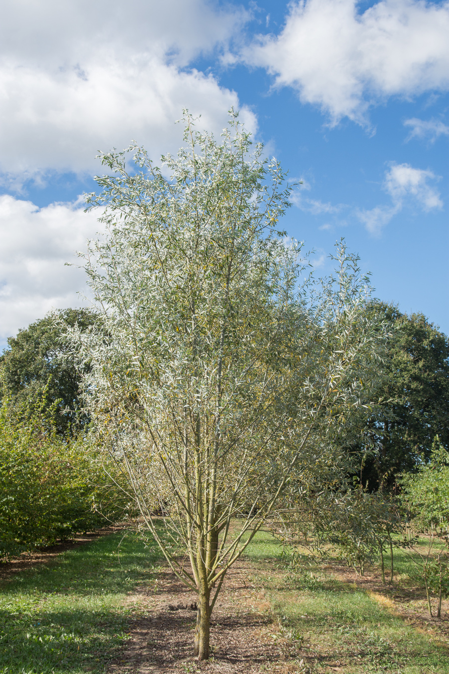 Salix alba 'Liempde' 