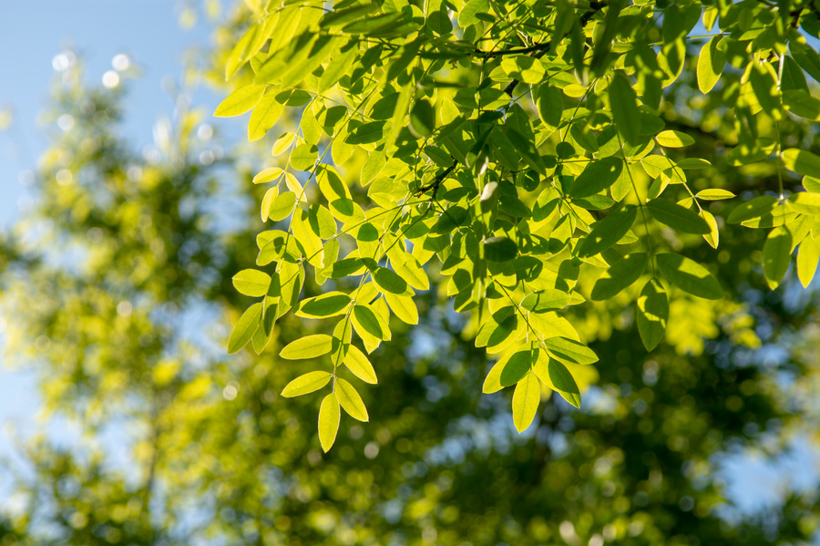 Styphnolobium japonicum 