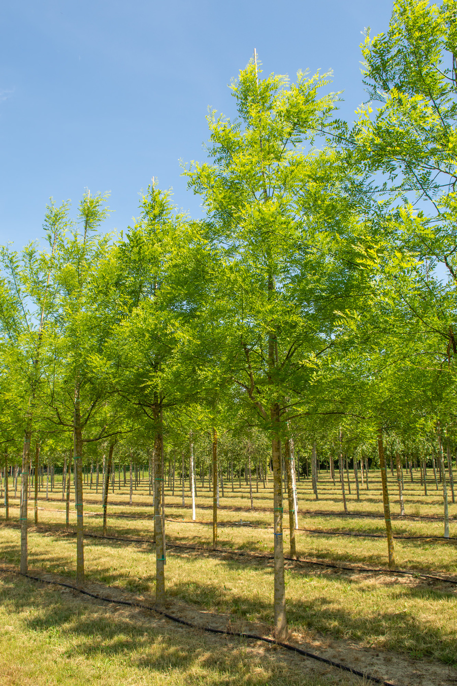 Styphnolobium japonicum var. pubescens 