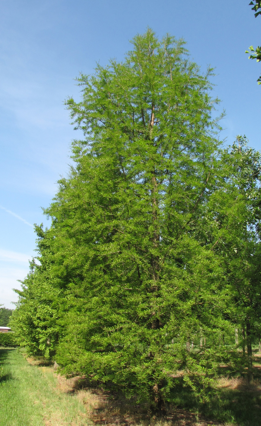 Taxodium distichum 