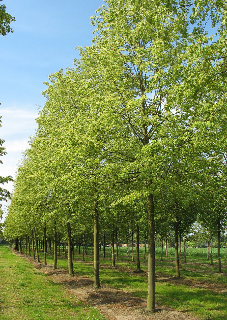 Tilia cordata 'Rancho' 